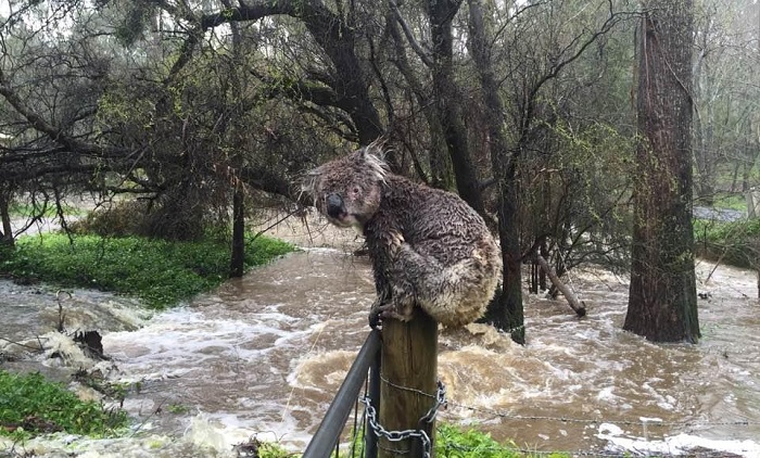 Wet koala bear becomes face of South Australian floods